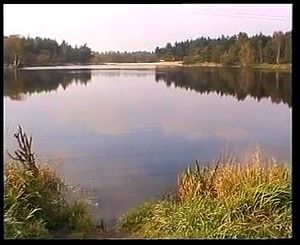 Watch petite brunette make sex in the forest - Brunette, Amateur ...