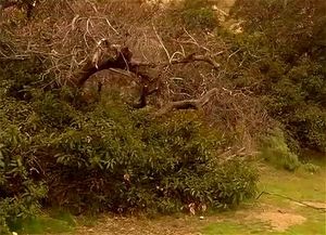 Watch Teenage Cavegirl (2004) - Nicole Sheridan, Softporn, Babe ...