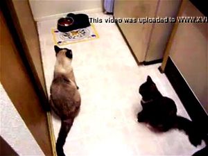 Watch Hot Busty Aunt Groped while trying to feed cats - Grope-Cam ...