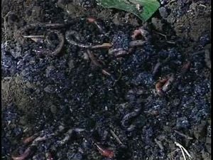 Watch Christgen Wolf came to dig up worms for the garden, but then ...